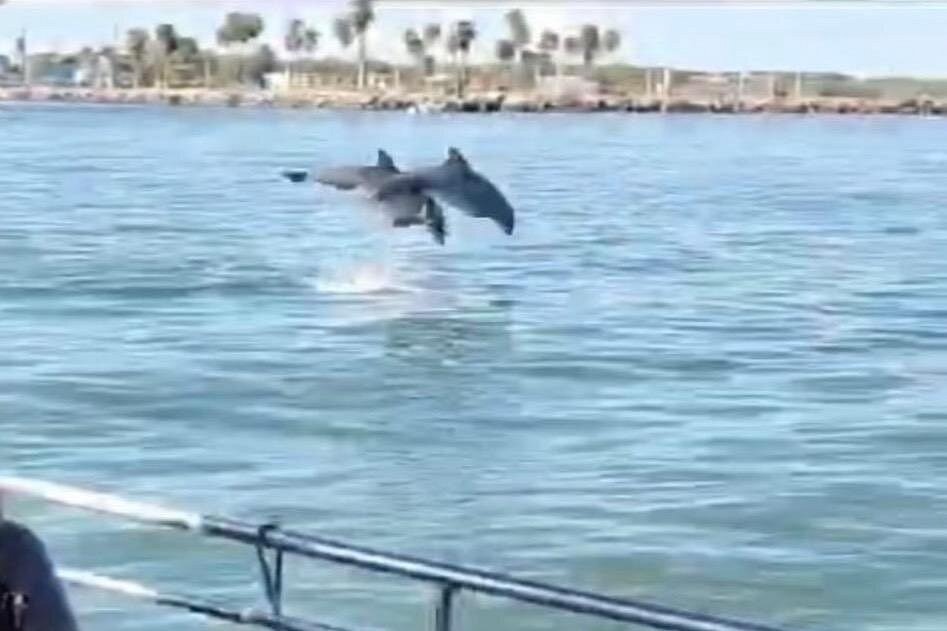 Baywatch Dolphin Tour